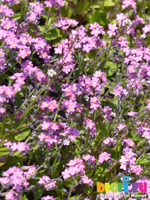 FZ005178 Small pink flowers in Dyffryn Gardens